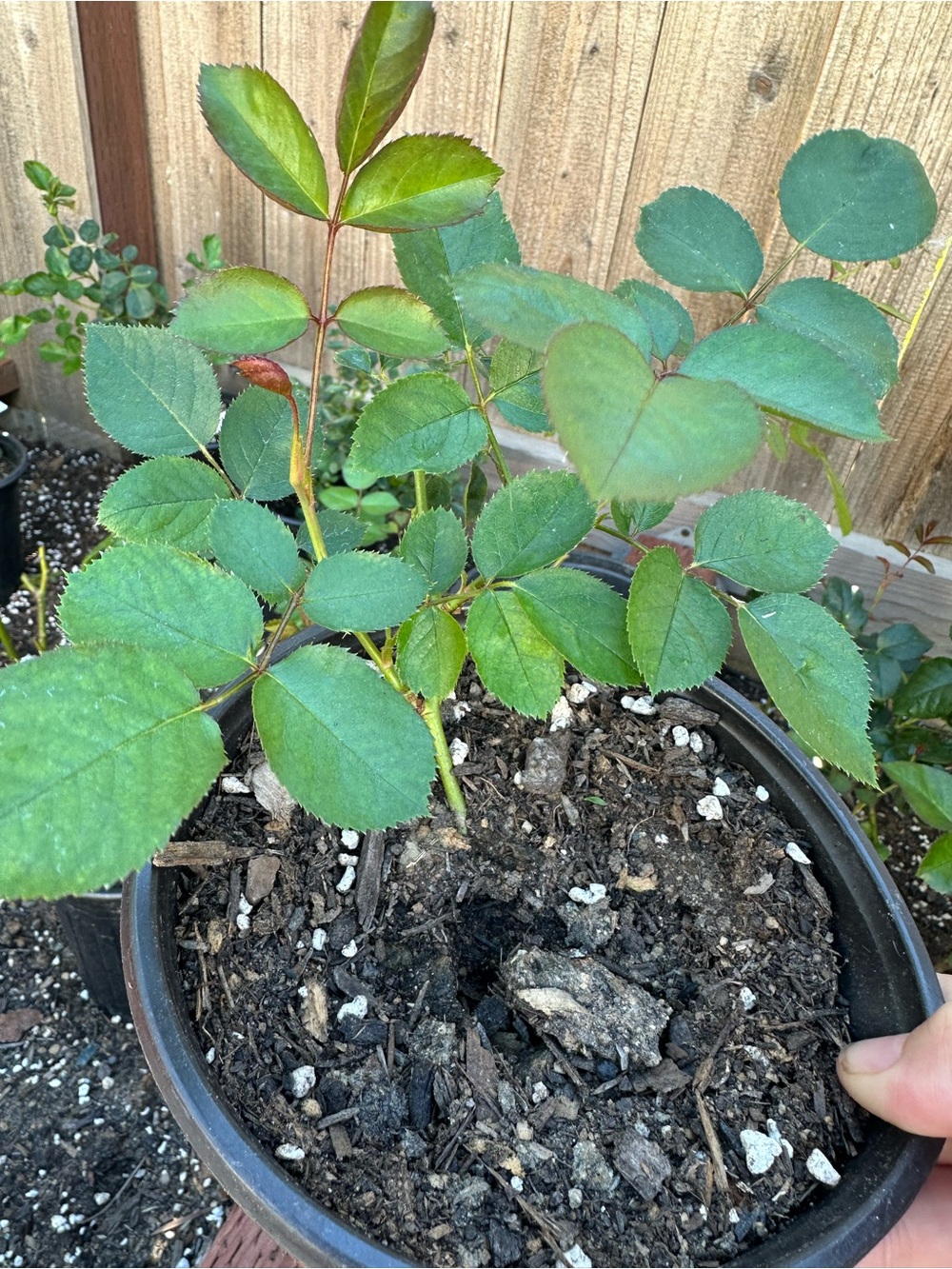 Potted Green Rose Cutting, earth angle